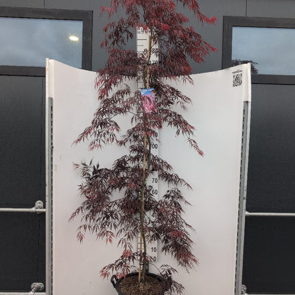 Acer palmatum ‘Tamukeyama’ – Japanse esdoorn (Spil of op stam)