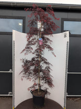 Afbeelding in Gallery-weergave laden, Acer palmatum ‘Tamukeyama’ – Japanse esdoorn (Spil of op stam)
