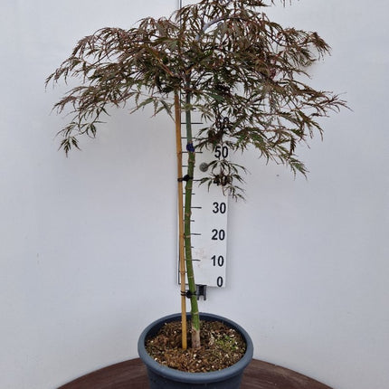 Acer palmatum ‘Tamukeyama’ – Japanse esdoorn (Spil of op stam)