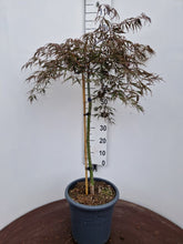 Afbeelding in Gallery-weergave laden, Acer palmatum ‘Tamukeyama’ – Japanse esdoorn (Spil of op stam)
