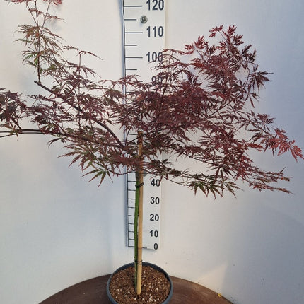 Acer palmatum ‘Tamukeyama’ – Japanse esdoorn (Spil of op stam)