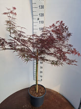 Afbeelding in Gallery-weergave laden, Acer palmatum ‘Tamukeyama’ – Japanse esdoorn (Spil of op stam)
