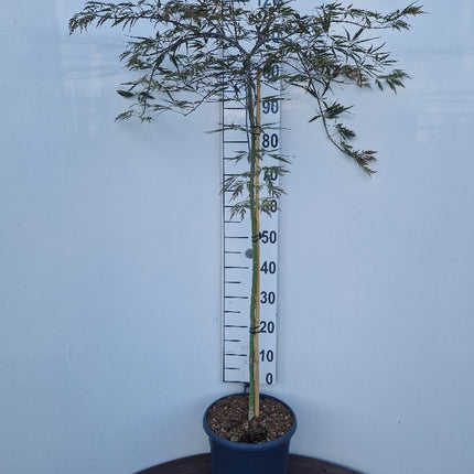 Acer palmatum ‘Tamukeyama’ – Japanse esdoorn (Spil of op stam)
