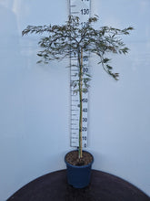 Afbeelding in Gallery-weergave laden, Acer palmatum ‘Tamukeyama’ – Japanse esdoorn (Spil of op stam)
