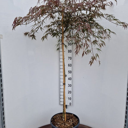 Acer palmatum ‘Tamukeyama’ – Japanse esdoorn (Spil of op stam)