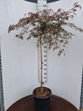 Afbeelding in Gallery-weergave laden, Acer palmatum ‘Tamukeyama’ – Japanse esdoorn (Spil of op stam)
