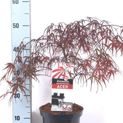 Acer palmatum 'Atrolineare' - Japanse Esdoorn