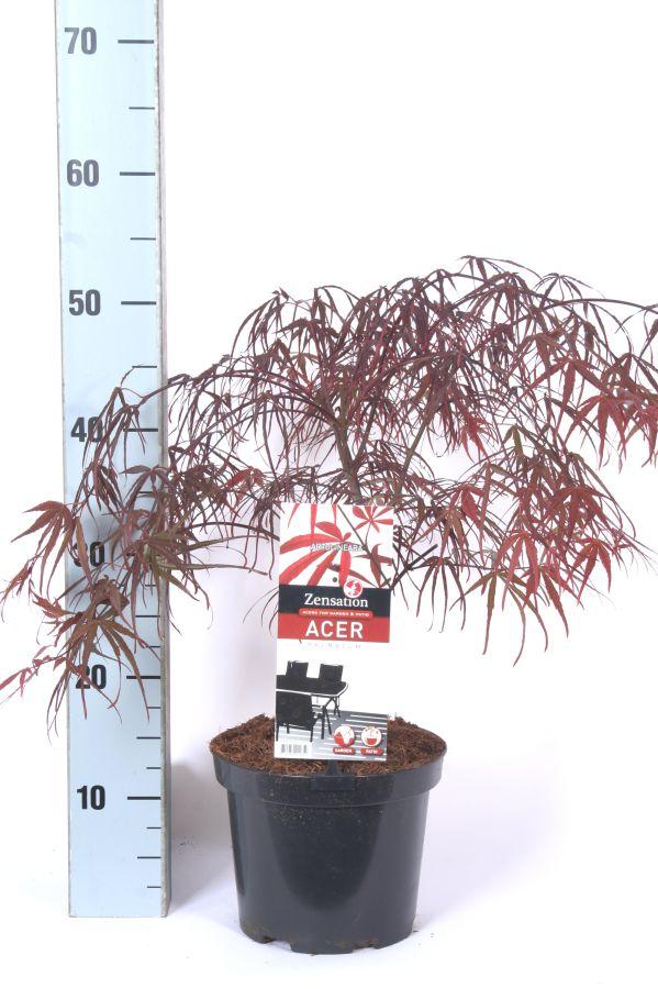 Acer palmatum 'Atrolineare' - Japanse Esdoorn
