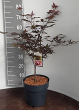 Afbeelding in Gallery-weergave laden, Acer palmatum &#39;Bloodgood&#39; - Japanse Esdoorn

