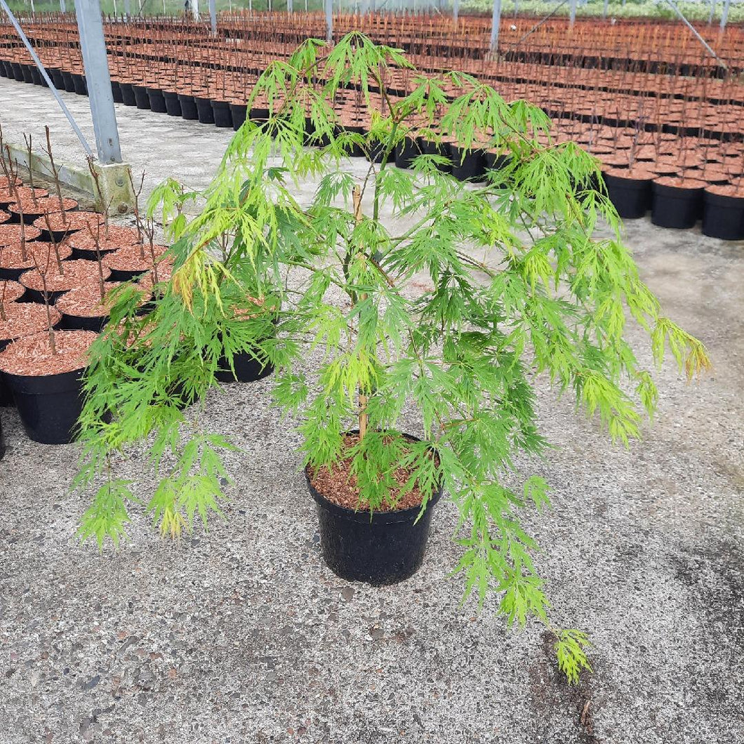 Acer palmatum 'Dissectum' - Japanse Esdoorn