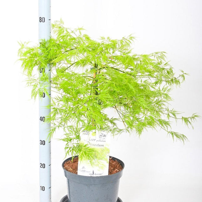 Acer palmatum 'Dissectum' - Japanse Esdoorn