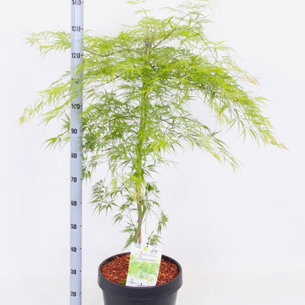 Acer palmatum 'Dissectum' - Japanse Esdoorn