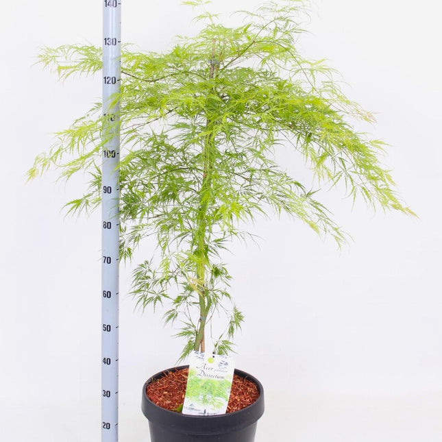 Acer palmatum 'Dissectum' - Japanse Esdoorn