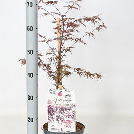 Acer palmatum 'Firecracker' - Japanse Esdoorn