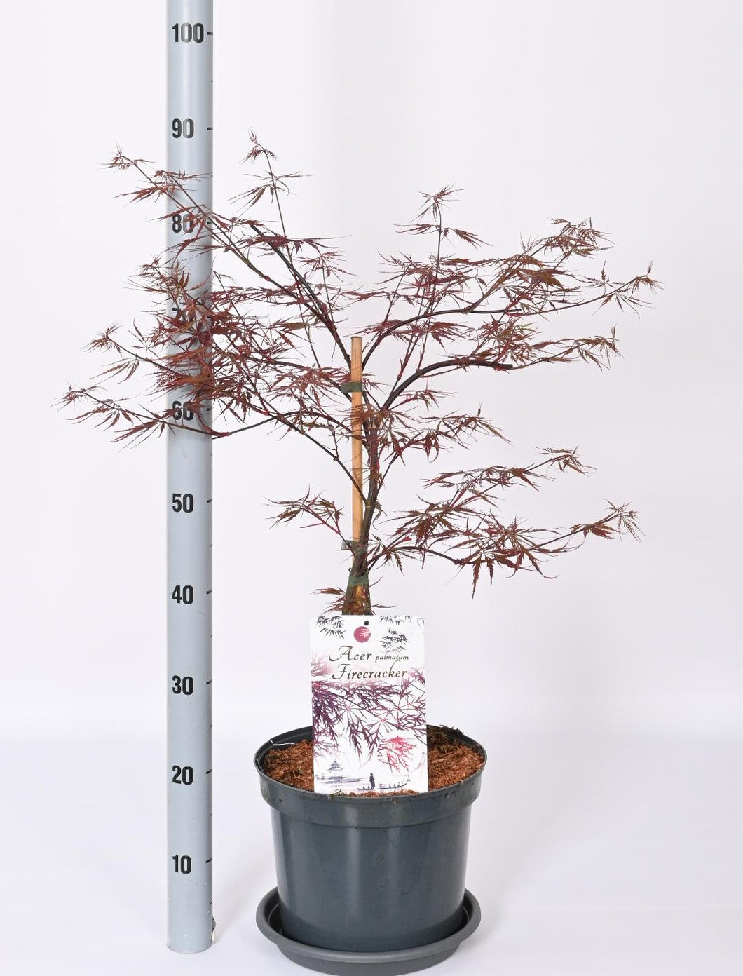 Acer palmatum 'Firecracker' - Japanse Esdoorn