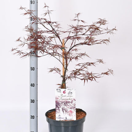 Acer palmatum 'Firecracker' - Japanse Esdoorn