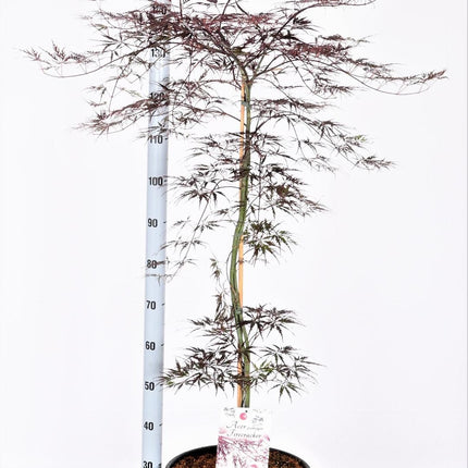 Acer palmatum 'Firecracker' - Japanse Esdoorn