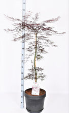 Afbeelding in Gallery-weergave laden, Acer palmatum &#39;Firecracker&#39; - Japanse Esdoorn
