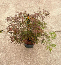 Afbeelding in Gallery-weergave laden, Acer palmatum &#39;Garnet&#39; - Japanse Esdoorn
