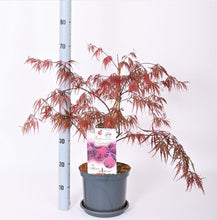 Afbeelding in Gallery-weergave laden, Acer palmatum &#39;Garnet&#39; - Japanse Esdoorn
