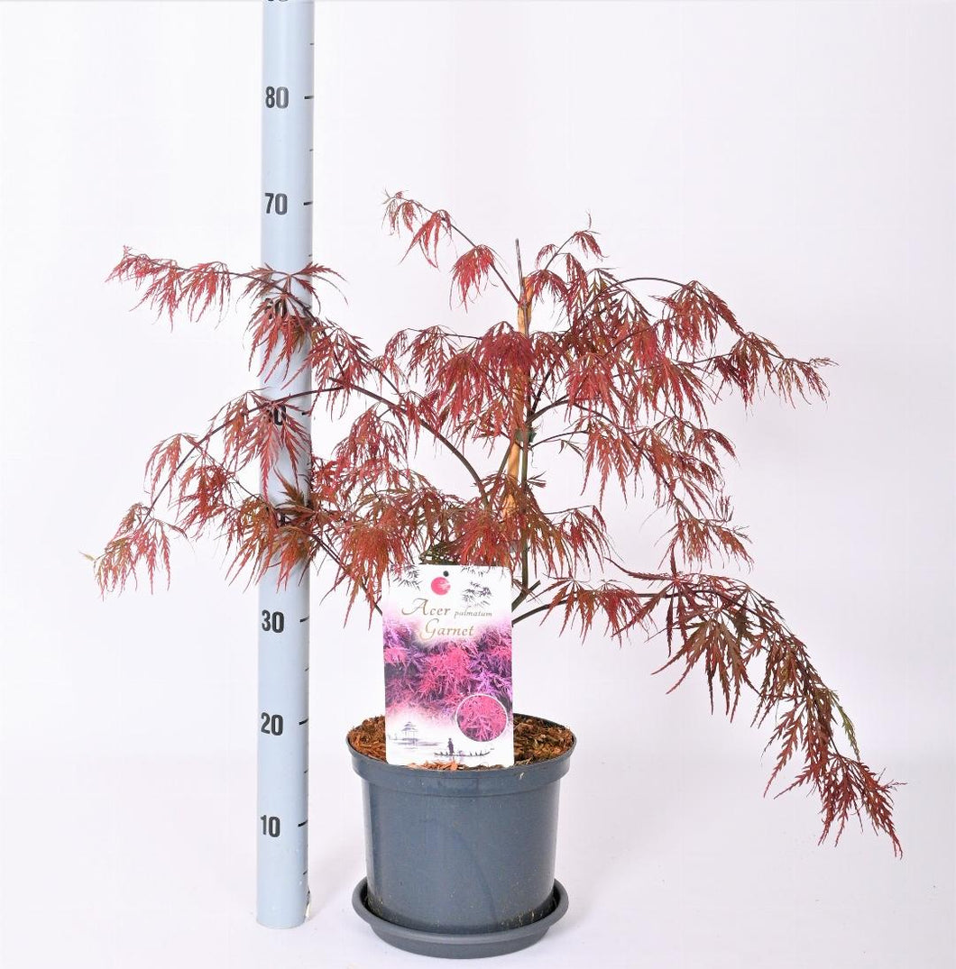 Acer palmatum 'Garnet' - Japanse Esdoorn