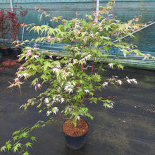 Afbeelding in Gallery-weergave laden, Acer palmatum &#39;Oridono-nishiki&#39; - Bonte Japanse Esdoorn
