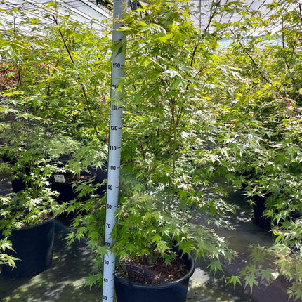 Acer palmatum 'Oridono-nishiki' - Bonte Japanse Esdoorn