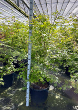 Afbeelding in Gallery-weergave laden, Acer palmatum &#39;Oridono-nishiki&#39; - Bonte Japanse Esdoorn
