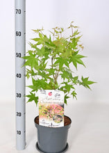 Afbeelding in Gallery-weergave laden, Acer palmatum &#39;Oridono-nishiki&#39; - Japanse Esdoorn
