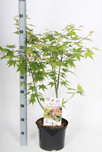 Afbeelding in Gallery-weergave laden, Acer palmatum &#39;Oridono-nishiki&#39; - Bonte Japanse Esdoorn
