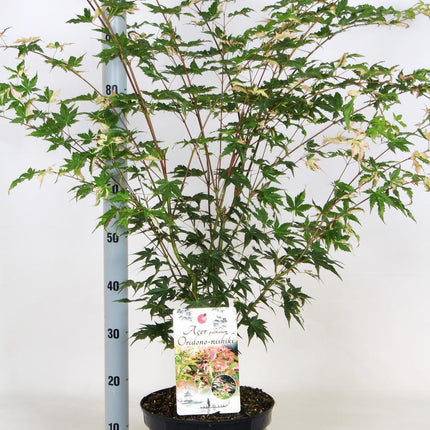 Acer palmatum 'Oridono-nishiki' - Bonte Japanse Esdoorn
