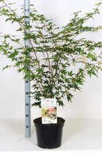 Afbeelding in Gallery-weergave laden, Acer palmatum &#39;Oridono-nishiki&#39; - Bonte Japanse Esdoorn
