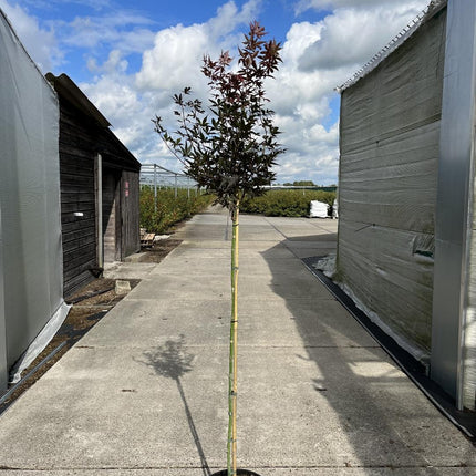 Acer palmatum 'Skeeter's Broom' - Japanse Esdoorn op stam