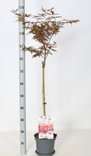 Afbeelding in Gallery-weergave laden, Acer palmatum &#39;Skeeter&#39;s Broom&#39; - Japanse Esdoorn op stam
