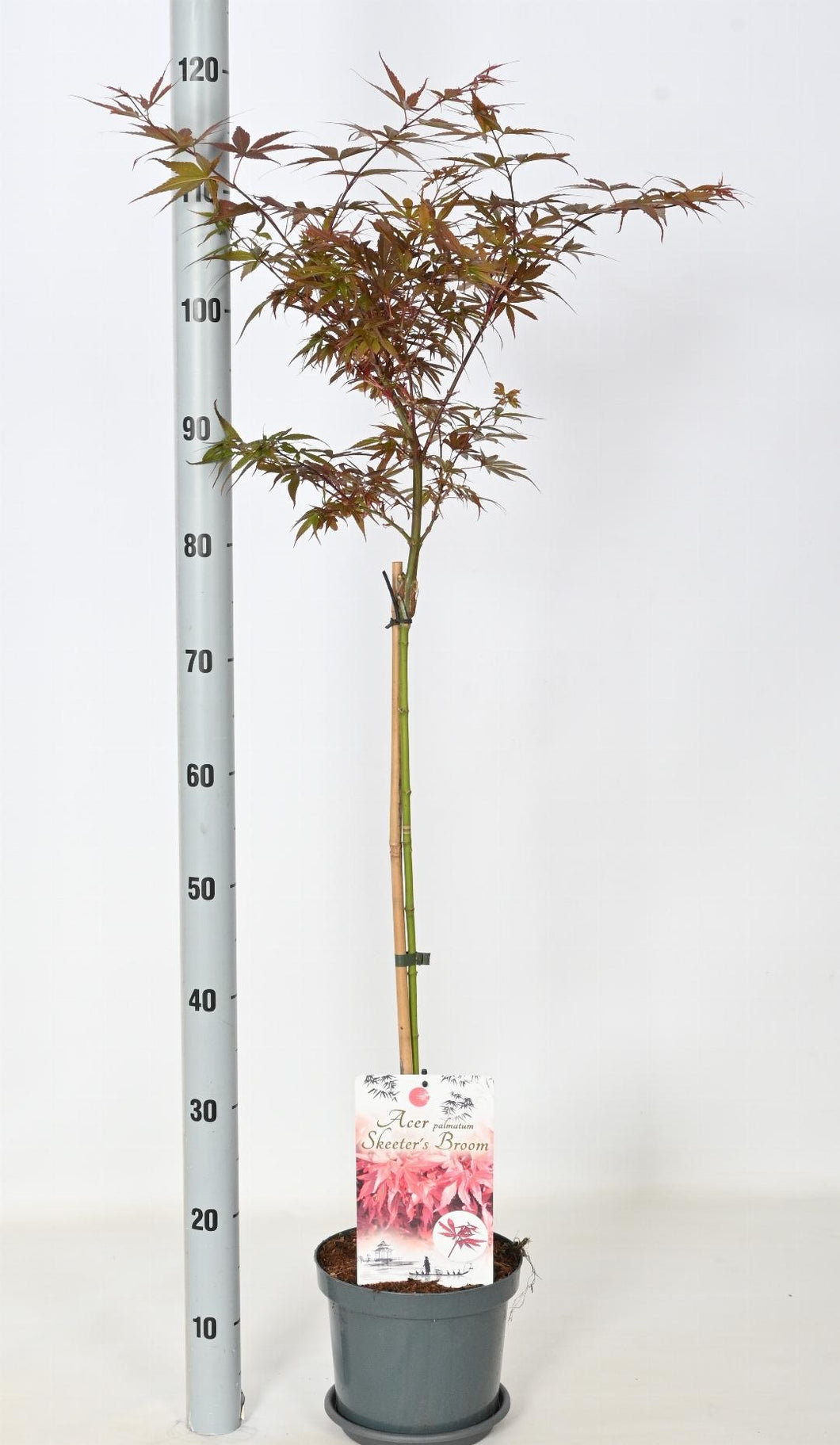 Acer palmatum 'Skeeter's Broom' - Japanse Esdoorn op stam