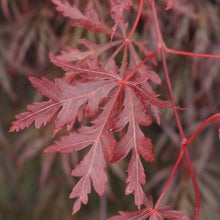 Afbeelding in Gallery-weergave laden, Blad acer palmatum garnet
