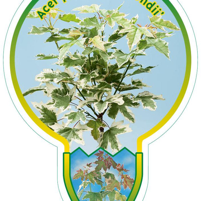 Acer platanoides 'Drummondii' - Bontbladige Noorse Esdoorn op stam
