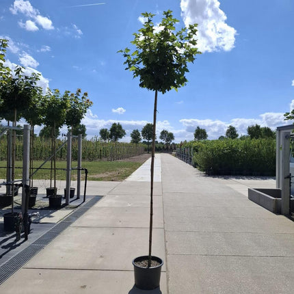 Acer platanoides ‘Globosum’ – Noorse Bolesdoorn