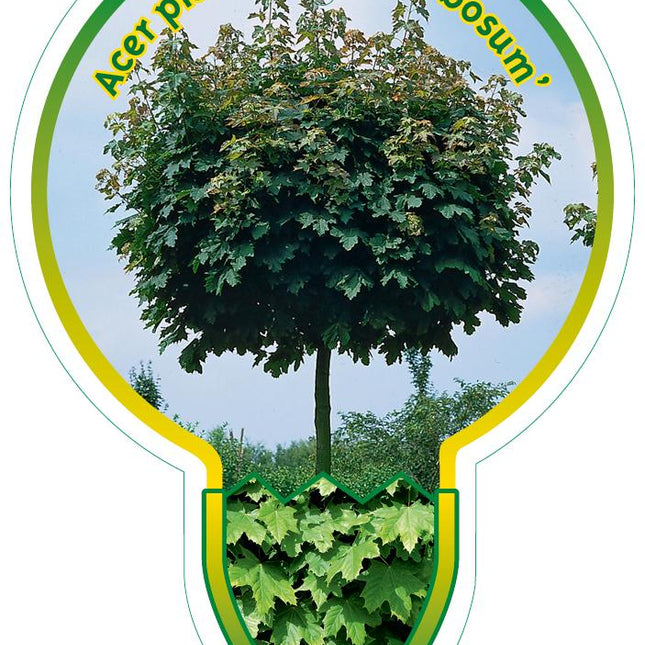 Acer platanoides 'Globosum' - Bolesdoorn op stam