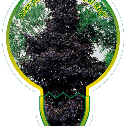 Acer platanoides 'Royal Red' - Rode Noorse Esdoorn op stam