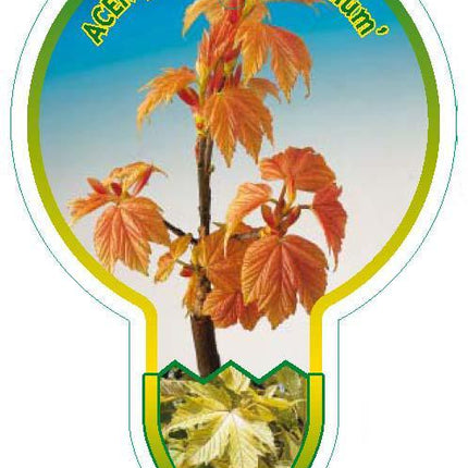 Acer pseudoplatanus 'Brilliantissimum' - Bontbladige Esdoorn op stam