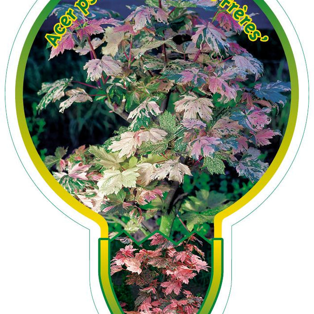 Acer pseudoplatanus 'Simon-Louis Frères' - Bontbladige Esdoorn op stam