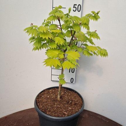 Acer shirasawanum 'Aureum' - Japanse esdoorn (Struik of op stam)