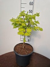 Afbeelding in Gallery-weergave laden, Acer shirasawanum &#39;Aureum&#39; - Japanse esdoorn (Struik of op stam)
