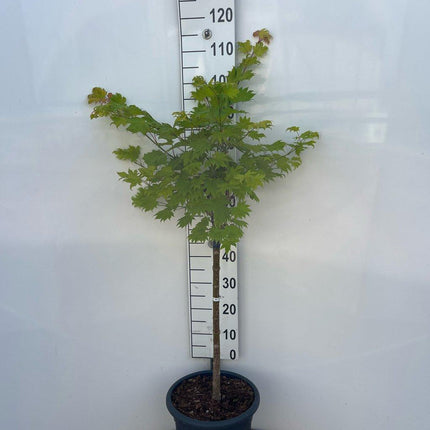Acer shirasawanum 'Aureum' - Japanse esdoorn (Struik of op stam)