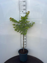 Afbeelding in Gallery-weergave laden, Acer shirasawanum &#39;Aureum&#39; - Japanse esdoorn (Struik of op stam)
