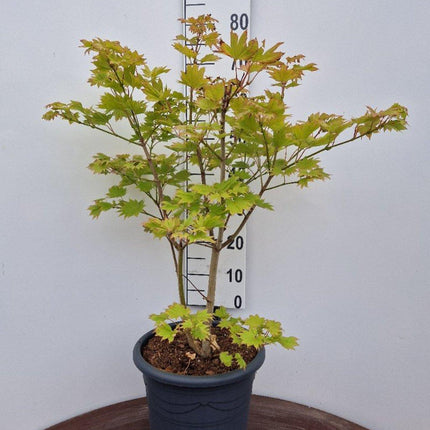 Acer shirasawanum 'Aureum' - Japanse esdoorn (Struik of op stam)