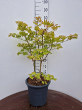 Afbeelding in Gallery-weergave laden, Acer shirasawanum &#39;Aureum&#39; - Japanse esdoorn (Struik of op stam)
