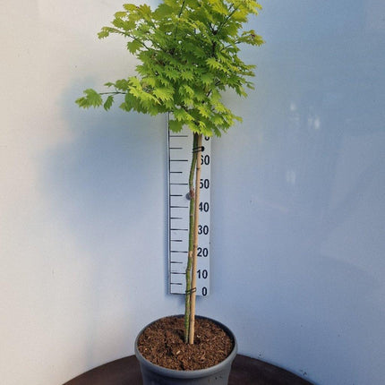 Acer shirasawanum 'Aureum' - Japanse esdoorn (Struik of op stam)