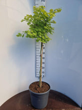 Afbeelding in Gallery-weergave laden, Acer shirasawanum &#39;Aureum&#39; - Japanse esdoorn (Struik of op stam)
